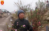Đào Nhật Tân nở sớm, tràn ngập chợ hoa Quảng Bá